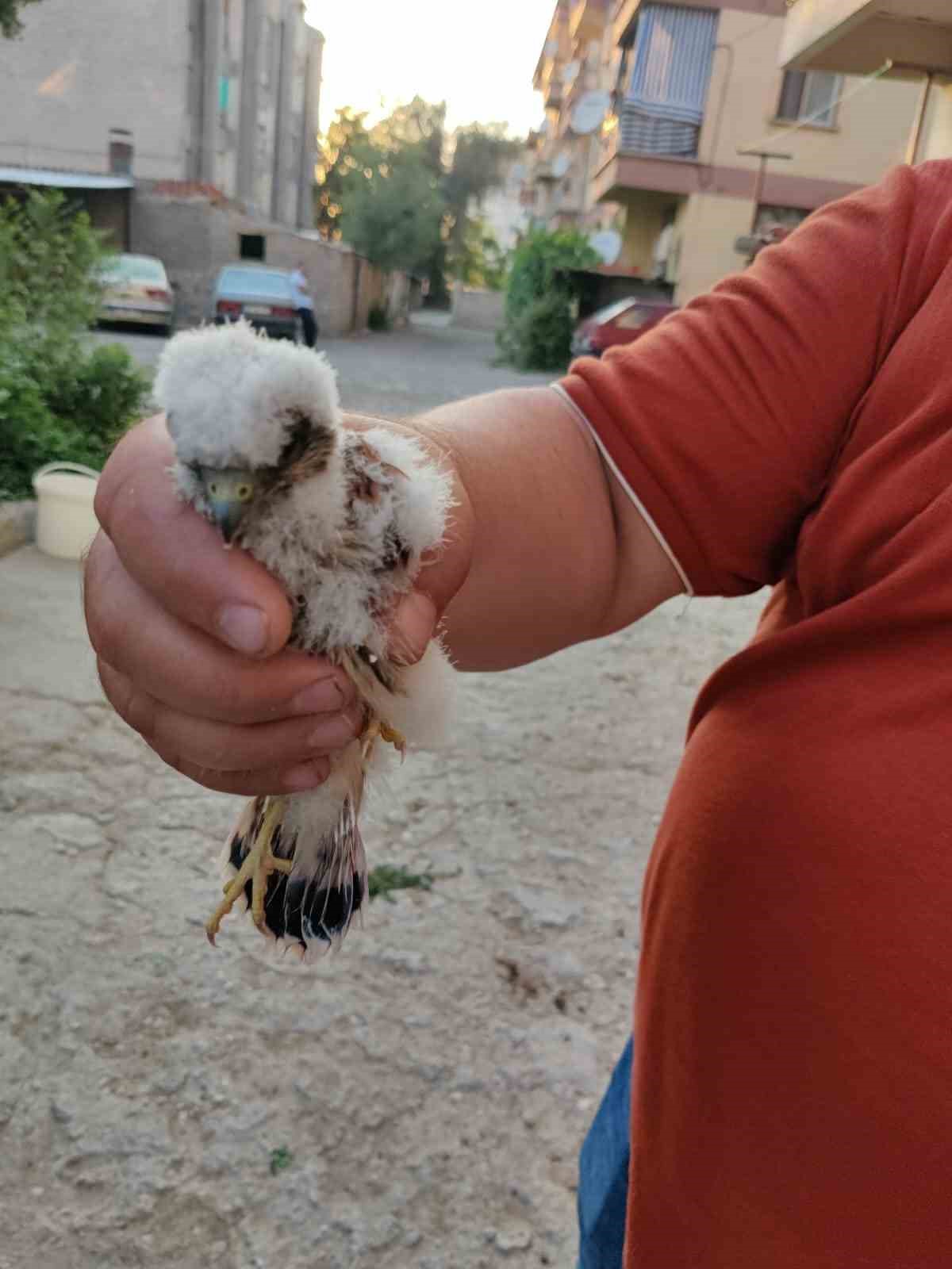 Apartmanda bulunan yavru doğan kuşu koruma altına alındı

