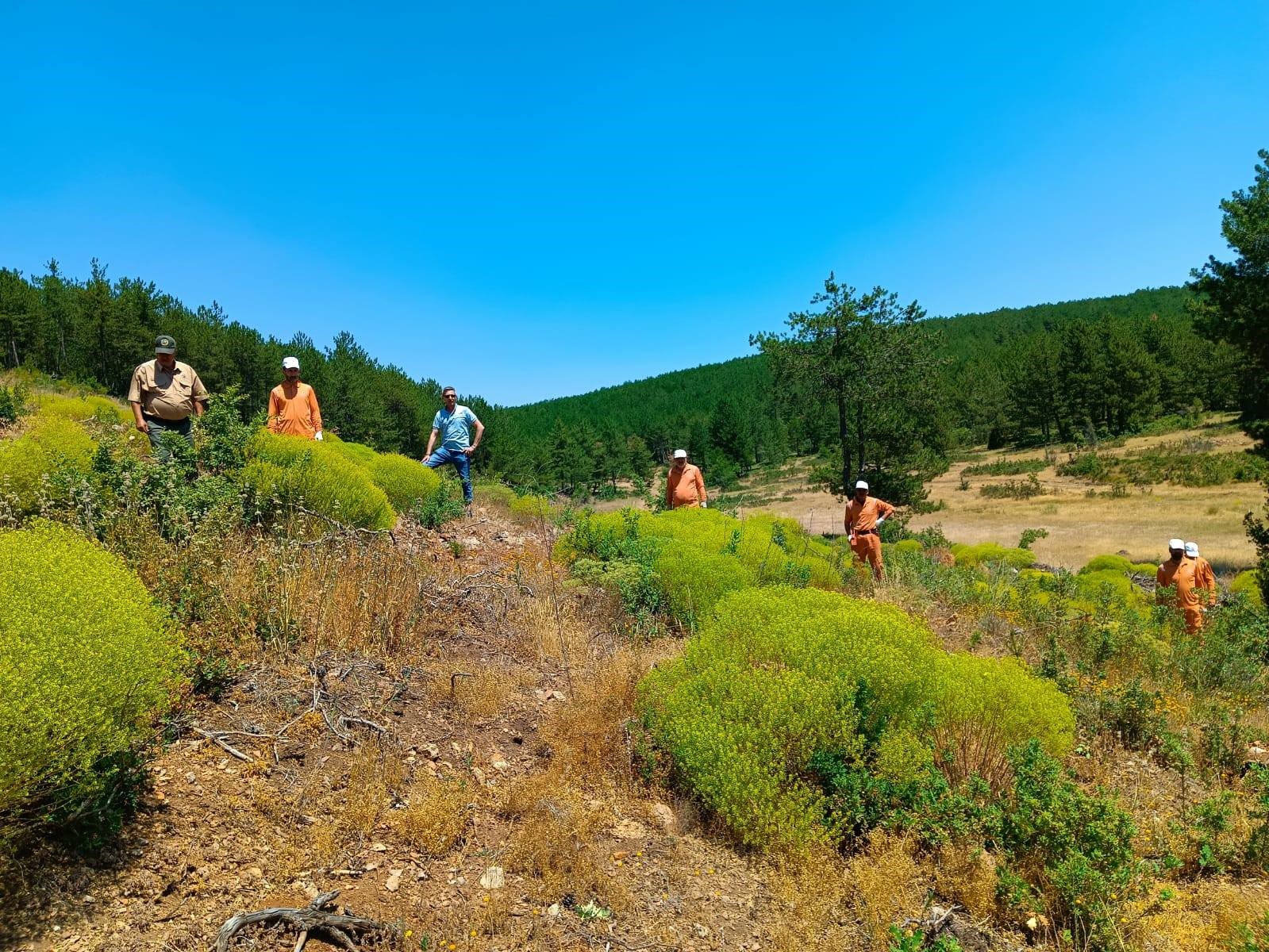 Kütahya’da 34 hükümlü ormanlara katkı sunacak