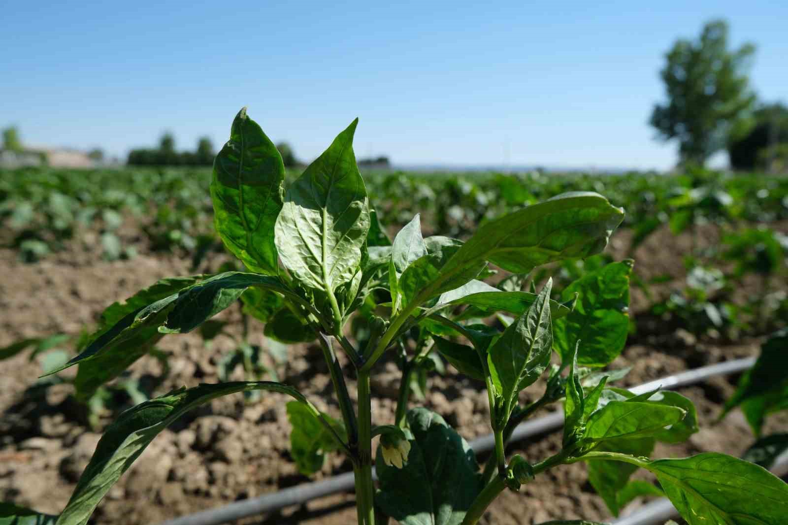 Eskişehir topraklarında d&ouml;n&uuml;ş&uuml;m başladı

