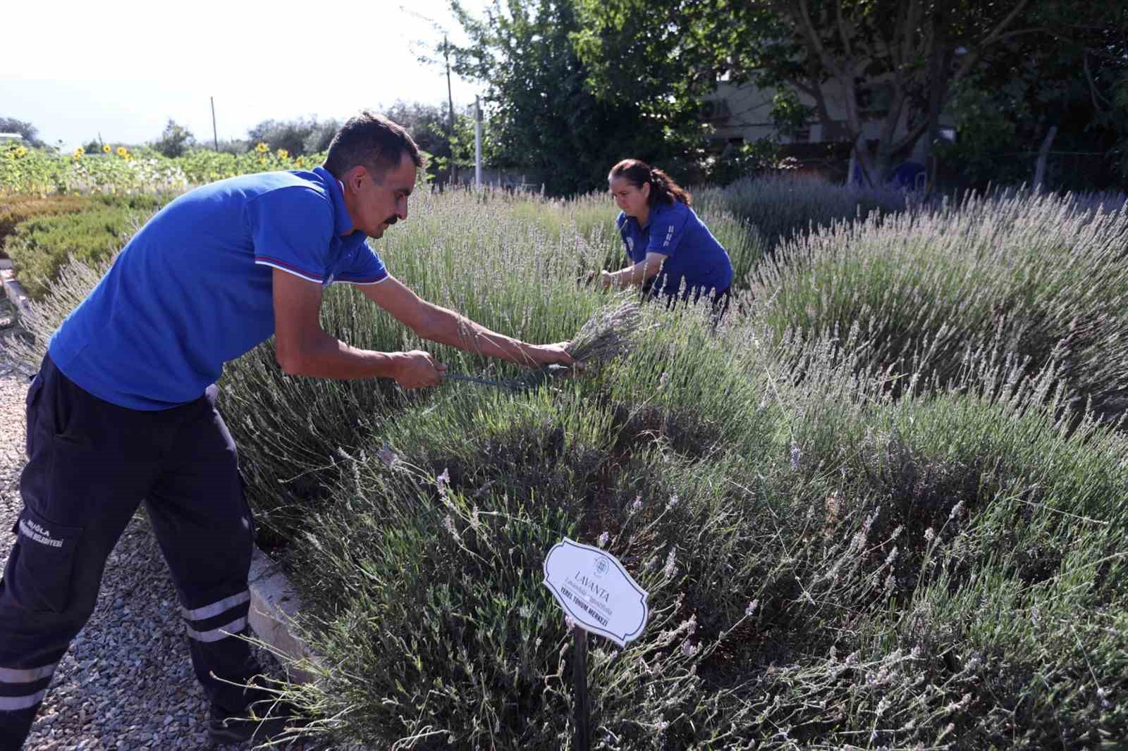 Muğla&rsquo;da aromatik &uuml;retim ekonomiye katkı sağlıyor

