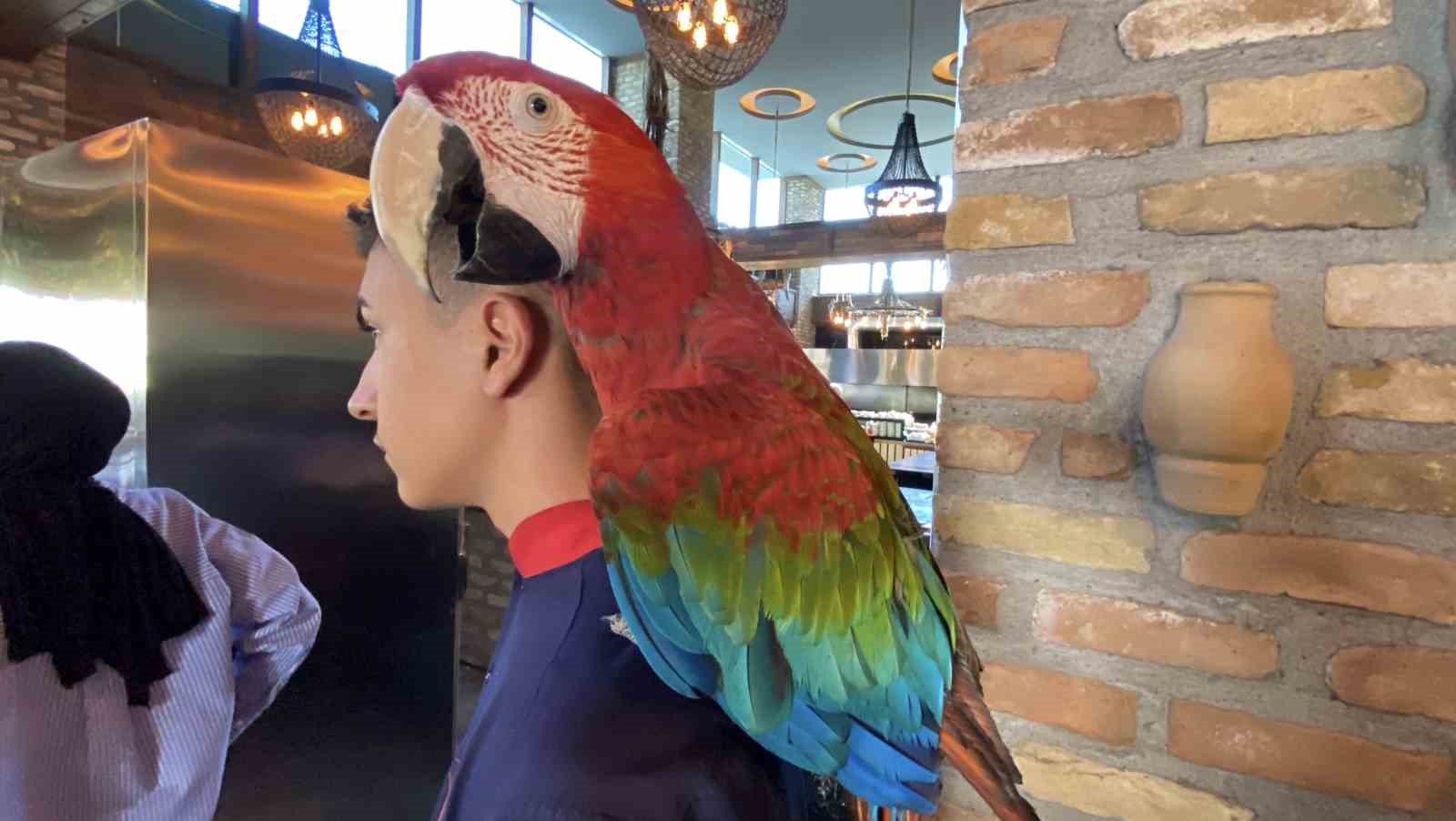 Aksaray’da restorana papağan operasyonu