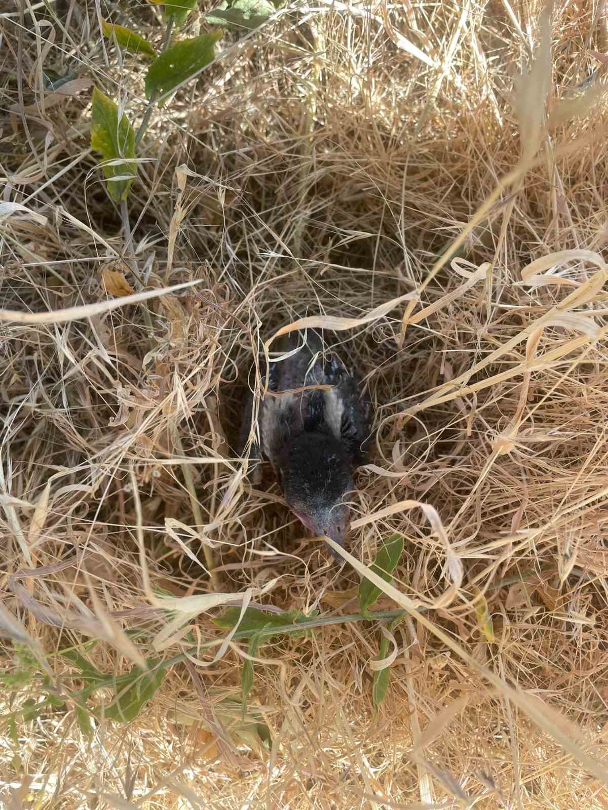 Fırat EDAŞ’tan doğaya duyarlı müdahale: Kuşlar güvende
