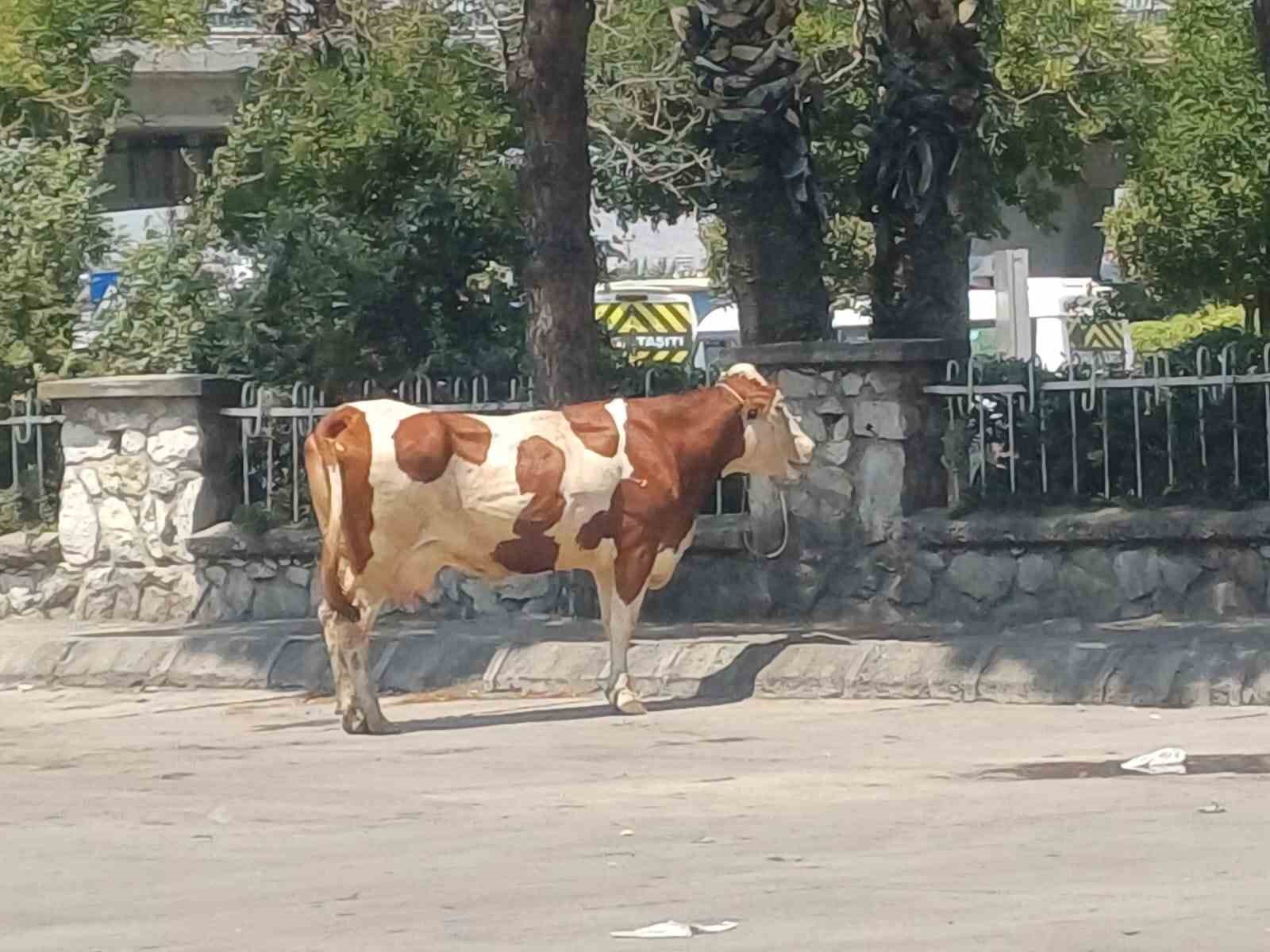 Manisa’da mezbahadan kaçan inek ortalığı birbirine kattı
