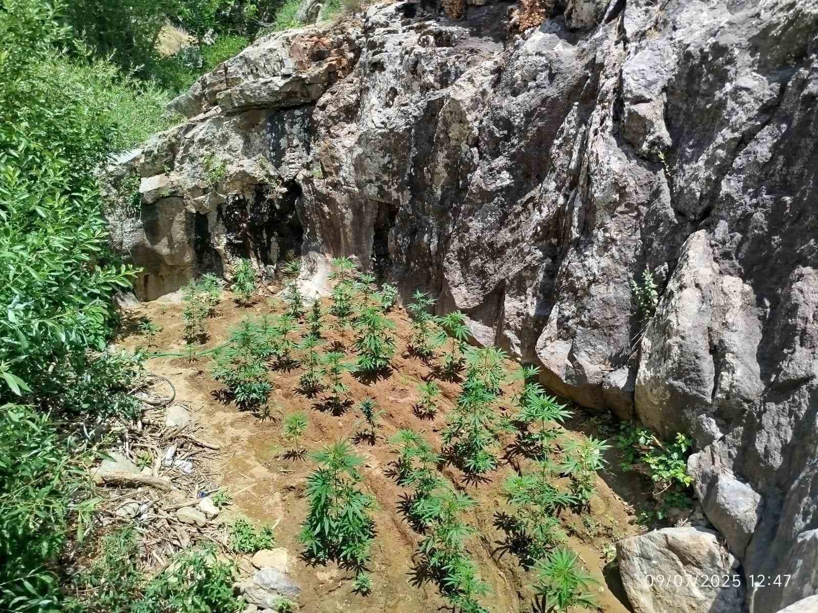 Bing&ouml;l&rsquo;de 843 k&ouml;k kenevir bitkisi ele ge&ccedil;irildi
