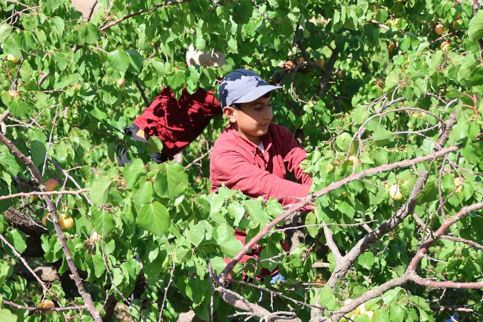 Iğdır’da kayısı hasadı tamamlandı; 40 bin ton rekolte elde edildi