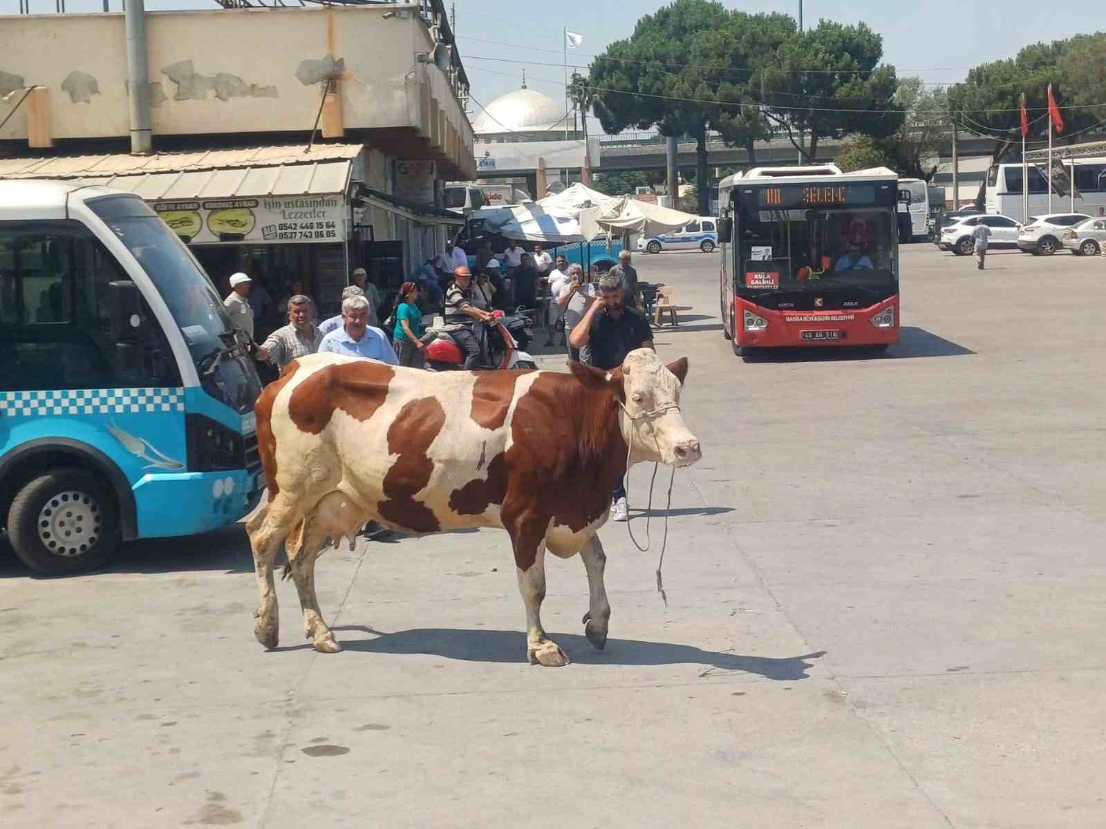Manisa’da mezbahadan kaçan inek ortalığı birbirine kattı