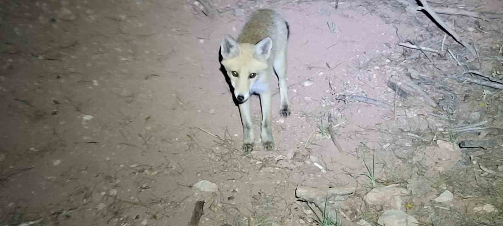Kent ormanı y&uuml;r&uuml;y&uuml;ş&uuml;nde sıra dışı karşılaşma
