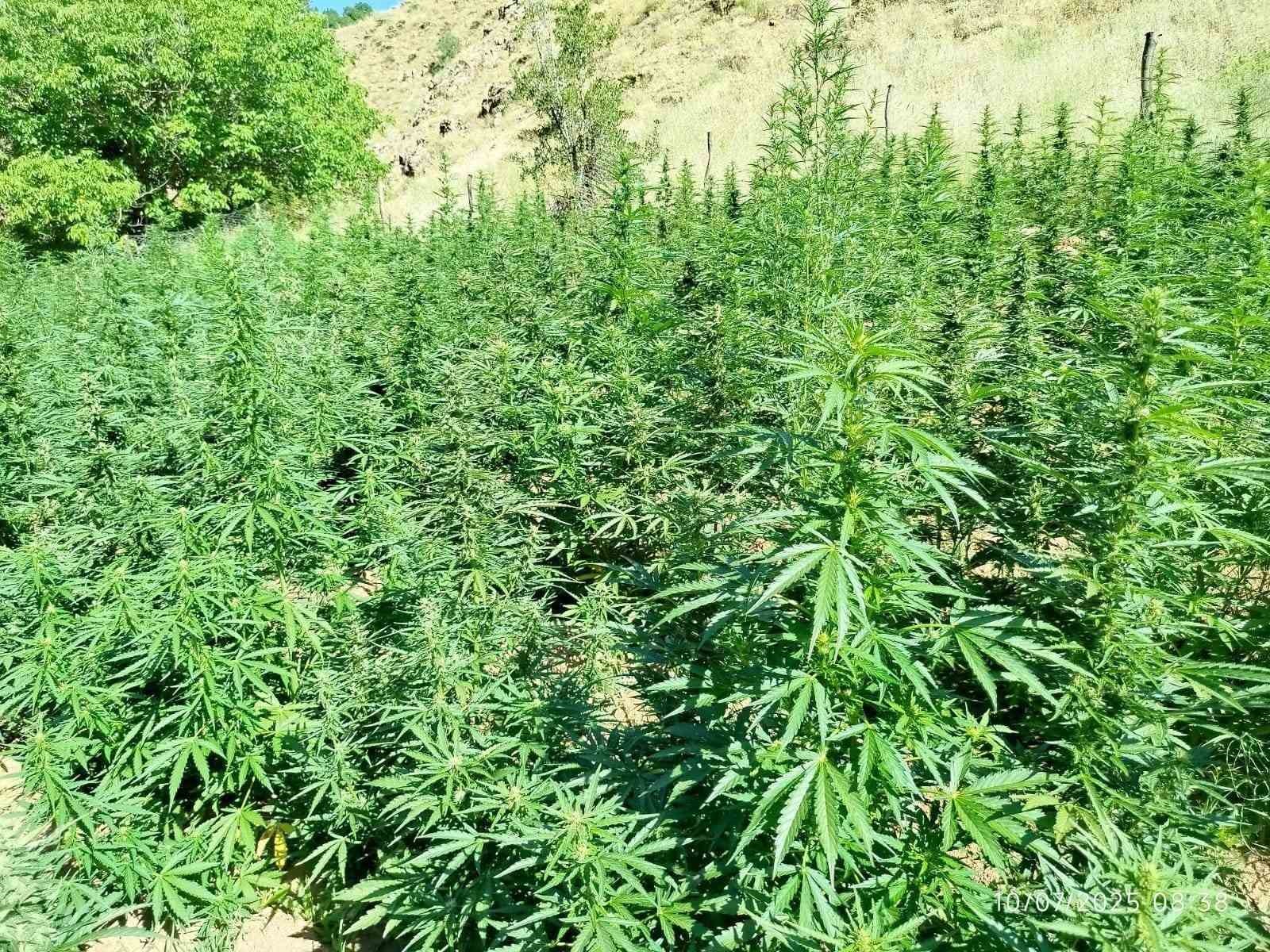 Bingöl’de  bin 400 kök kenevir bitkisi ele geçirildi