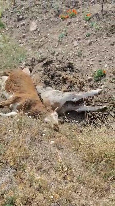 Karabük’te 3 inek şap hastalığından telef oldu