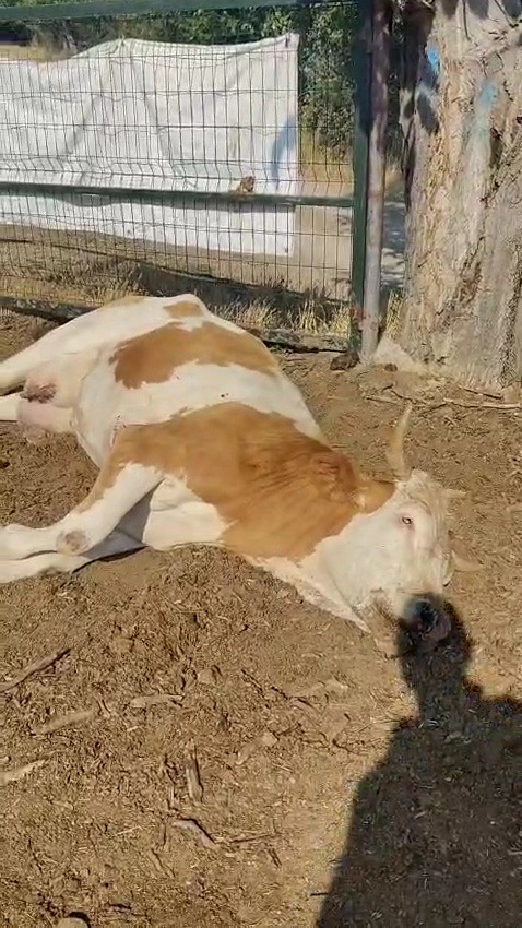 Karabük’te 3 inek şap hastalığından telef oldu