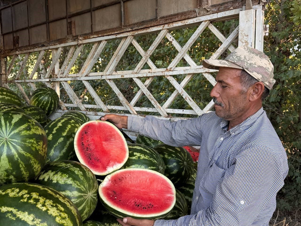 Suruç Ovası’nda yerli karpuzun ilk hasadı buruk başladı