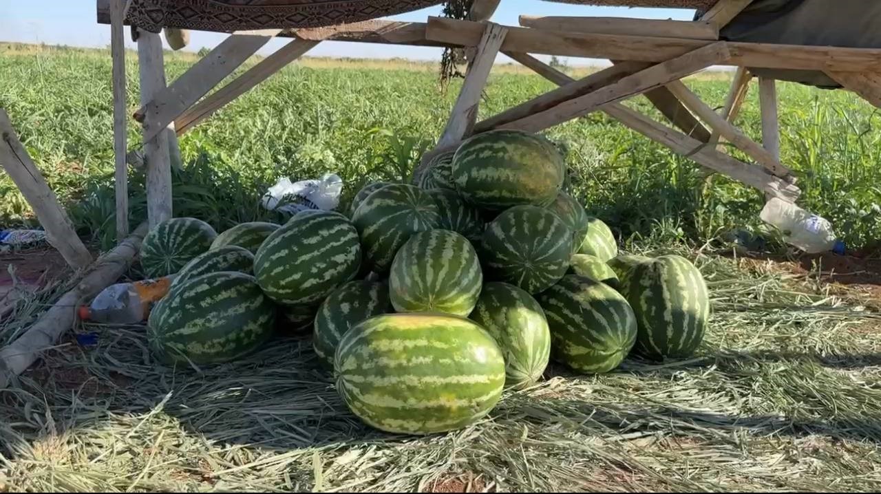 Suru&ccedil; Ovası&rsquo;nda yerli karpuzun ilk hasadı buruk başladı
