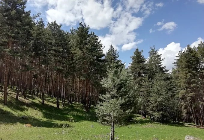Ardahan’da ormanlara giriş yasaklandı
