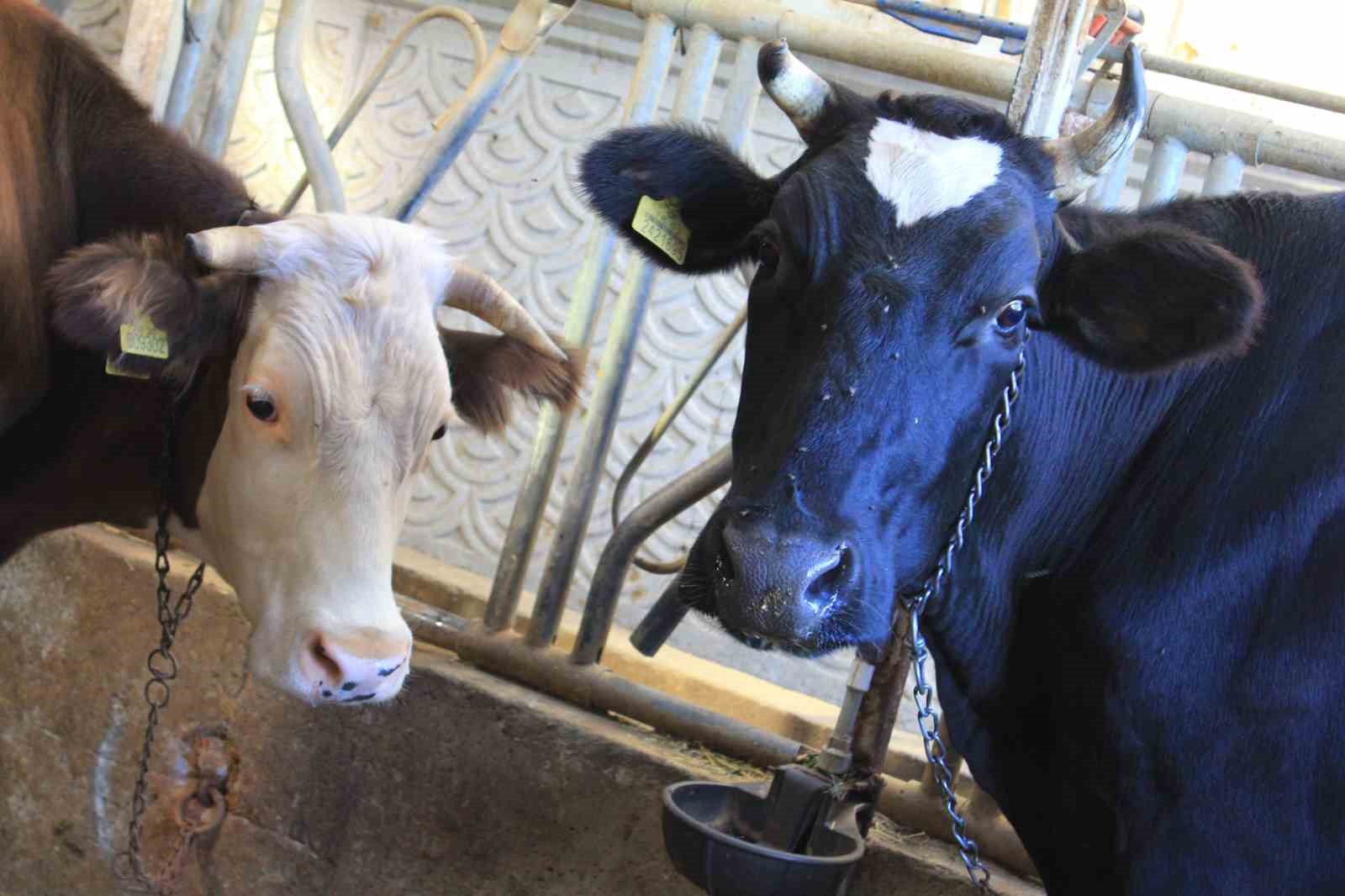 Tarım ve Orman Bakanı Yardımcısı Gümen’den TARPOL’un "şap raporu"na tepki
