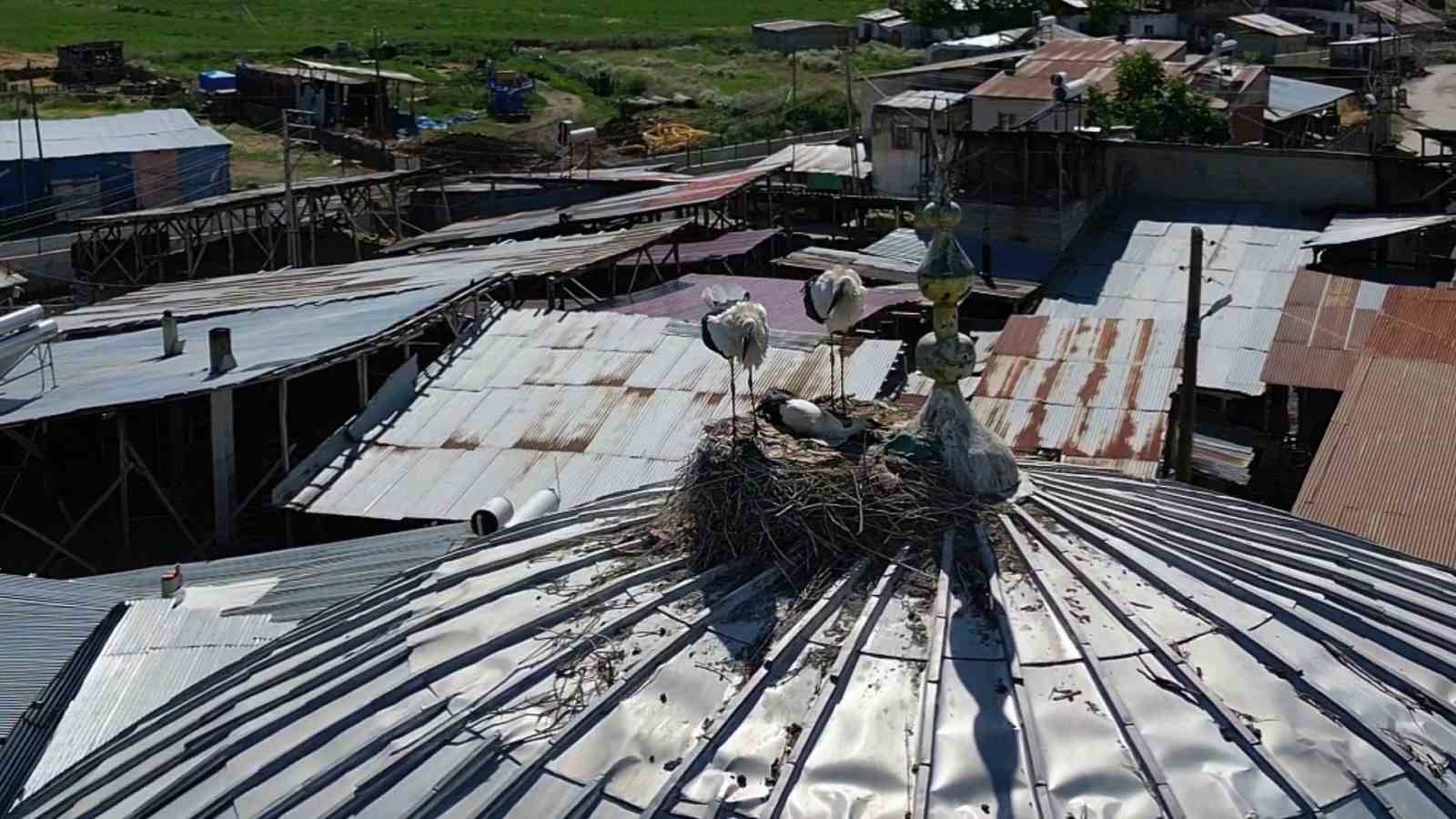 Leylekler Güzelova Mahallesi’ni mesken tuttu