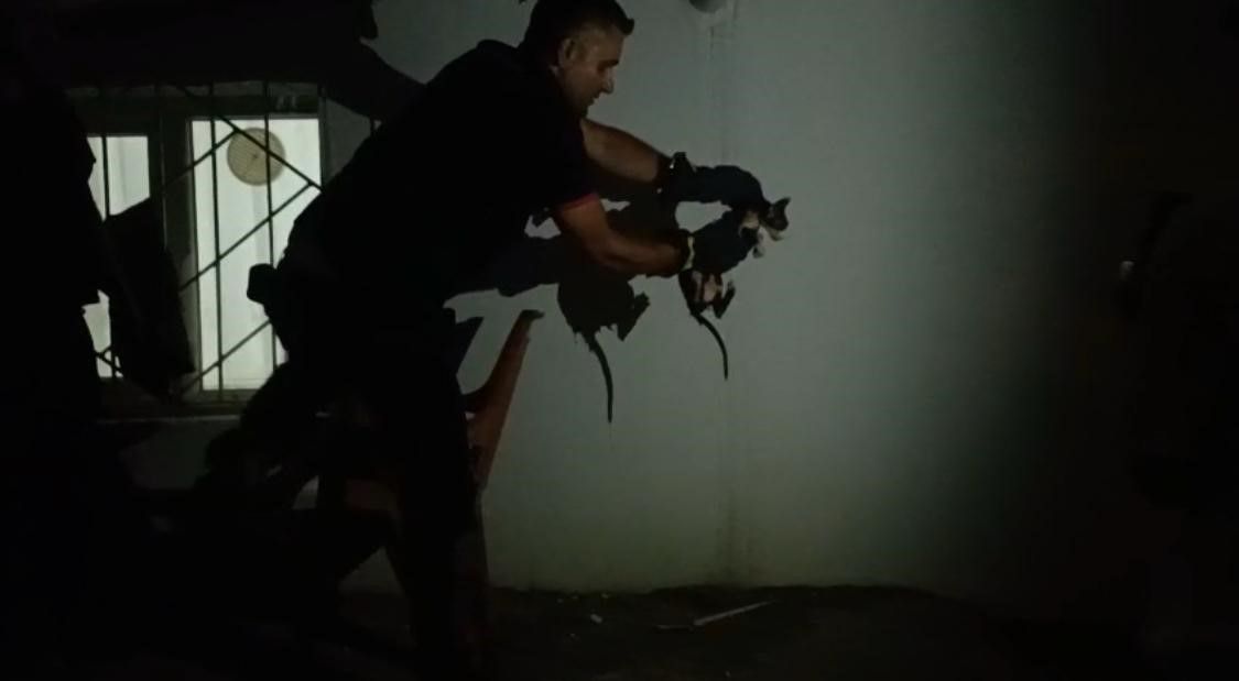 Batman’da lavabo borusuna sıkışan kediyi itfaiye kurtardı