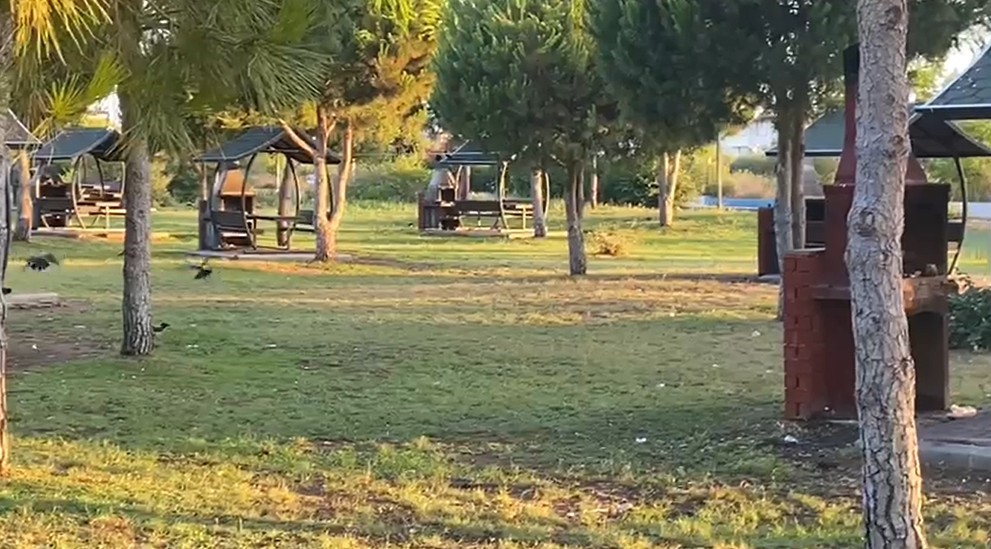 Yaralı karga, havadaki kargalar sayesinde bulundu
