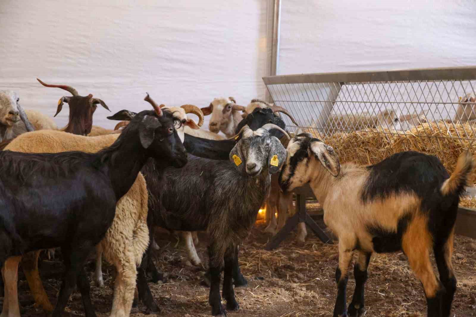 Yangın sonrası üreticilere büyükbaş ve küçükbaş hayvan desteği sağlandı
