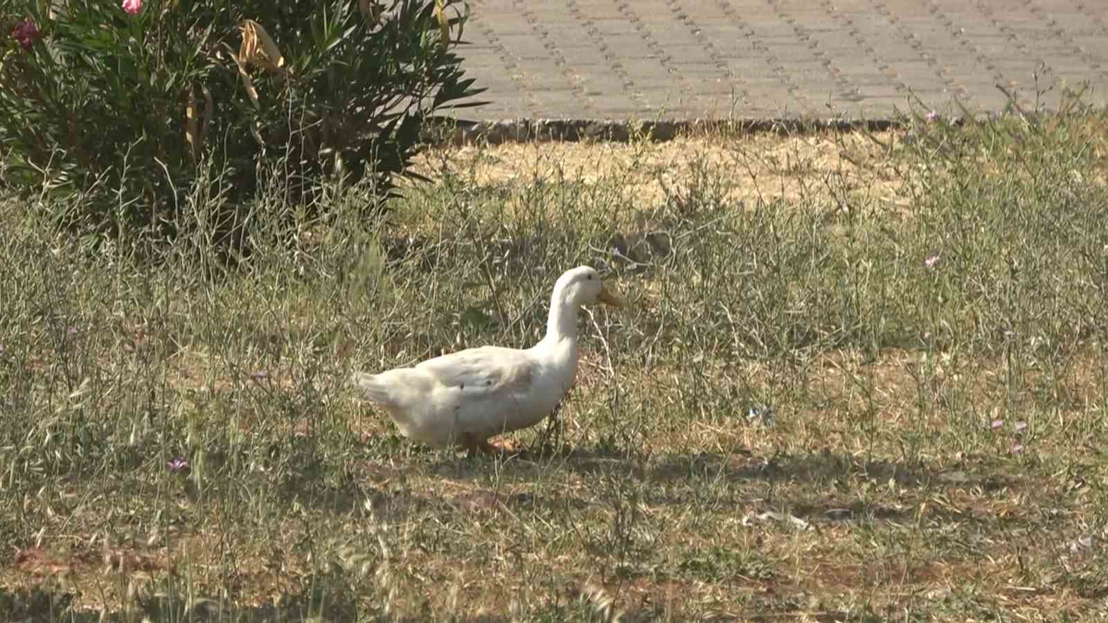 Yalova&rsquo;da tepki &ccedil;eken hayvan besleme yasağı
