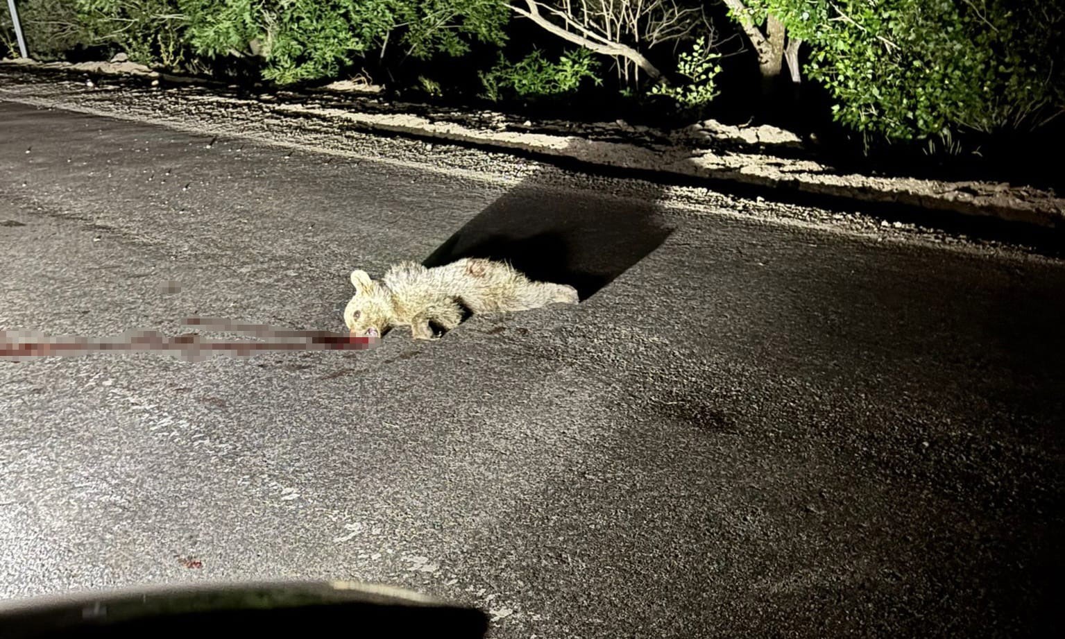 Tunceli’de aracın çarptığı yavru ayı telef oldu