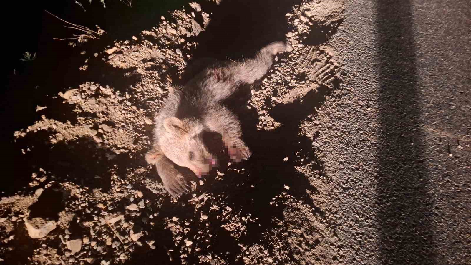 Tunceli&rsquo;de aracın &ccedil;arptığı yavru ayı telef oldu
