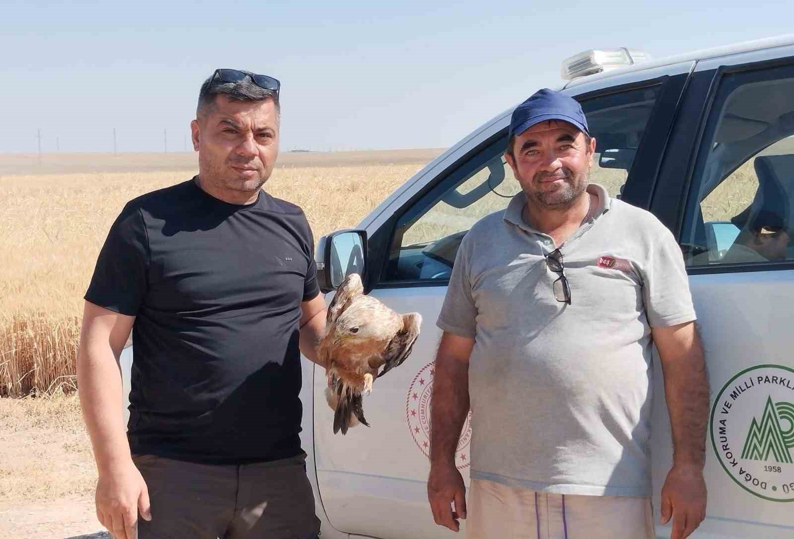Karapınar’da yaralı şahin koruma altına alındı