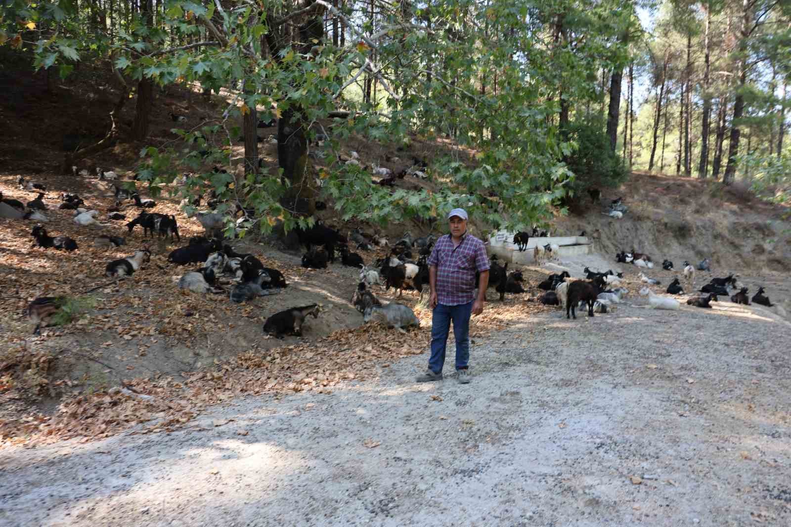 Koyun, keçi ve çobanların kıymeti bilinmedi, ülkenin en büyük sorunu yangınlar oldu