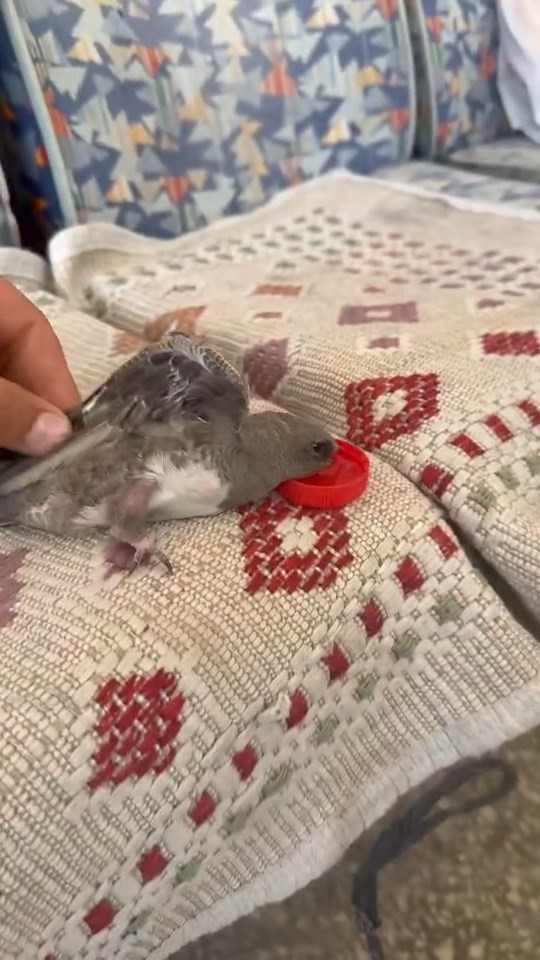 Elazığ’da atmaca sandığı ebabile su veren esnafın heyecanı gülümsetti