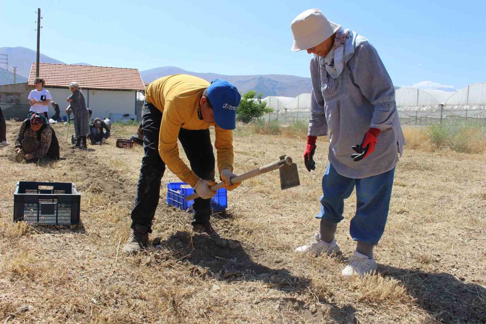Elmalı’da safran soğanı hasadı başladı