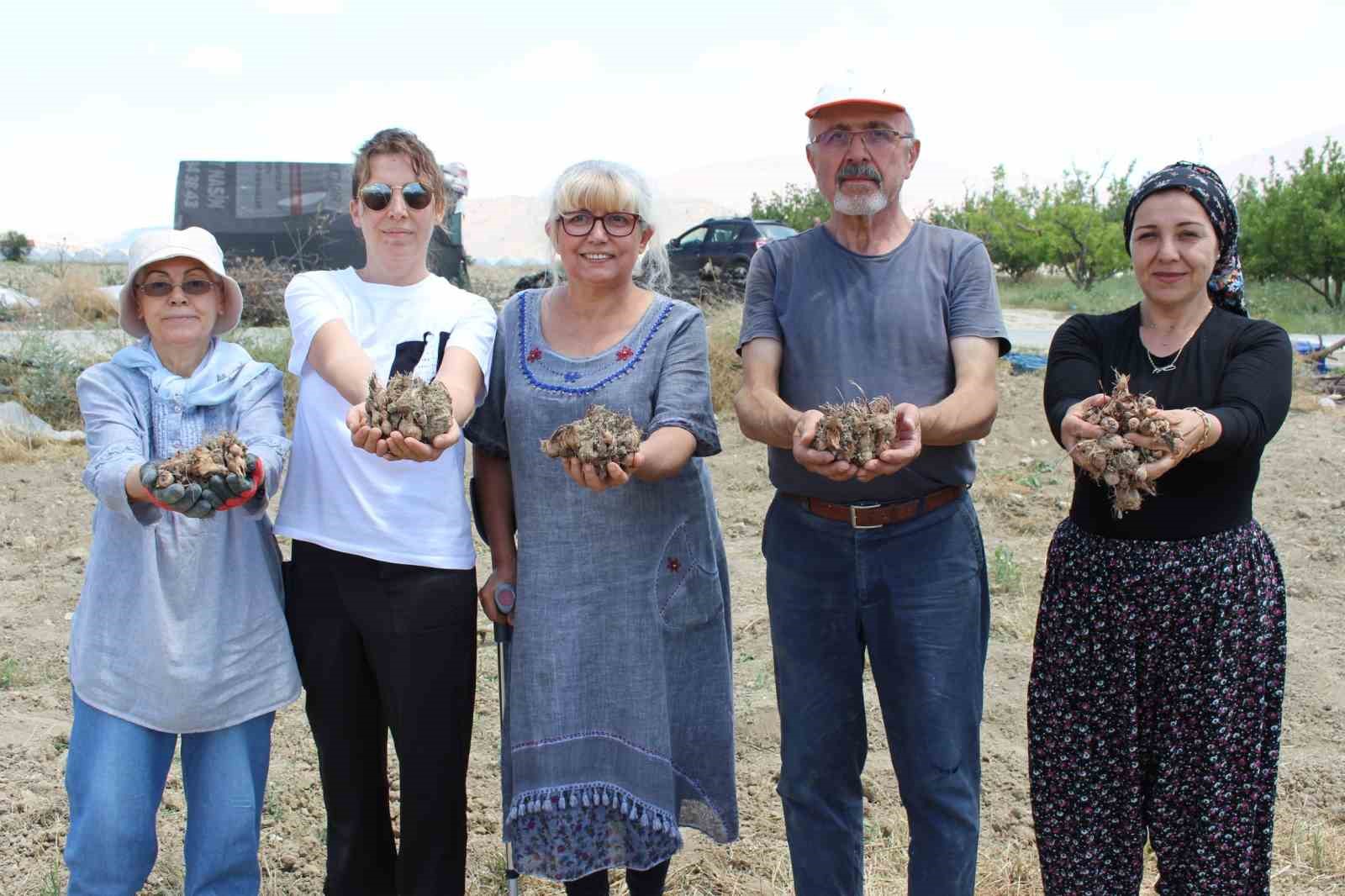 Elmalı&rsquo;da safran soğanı hasadı başladı
