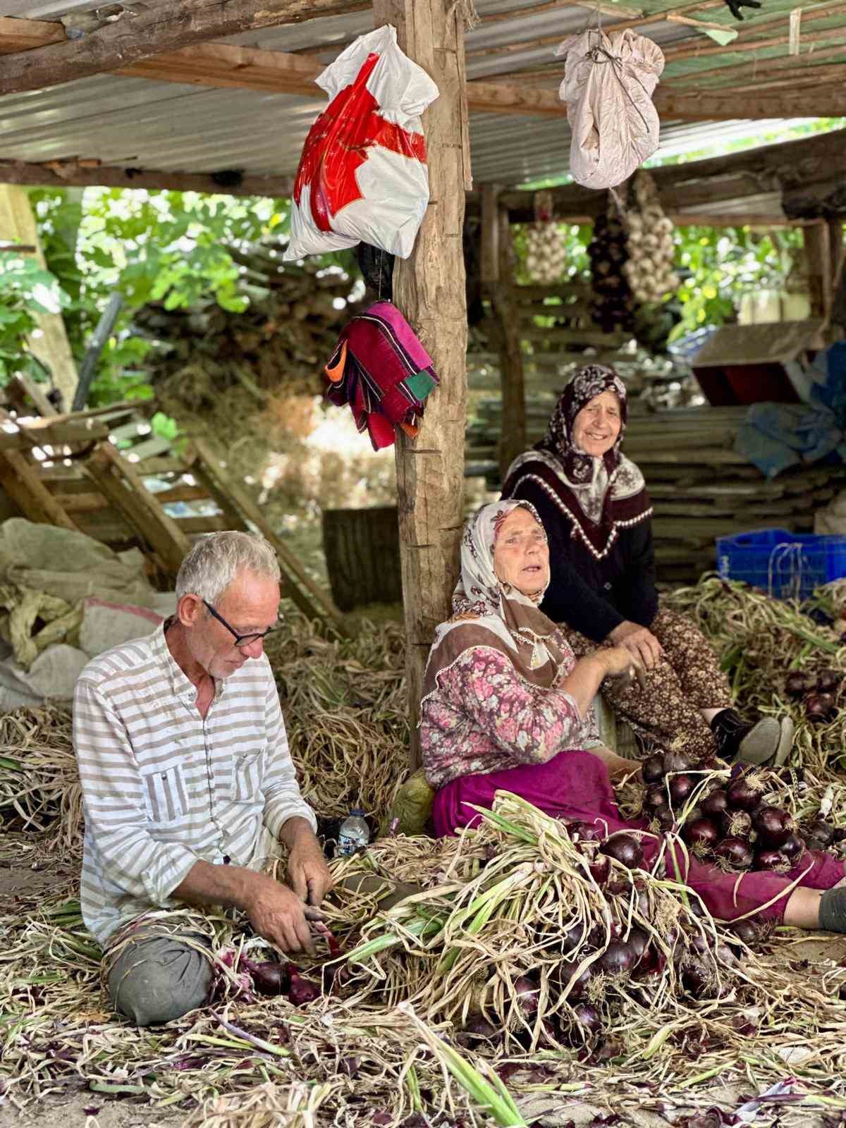 Erdek Kapıdağ mor soğanında yeni d&ouml;nem başladı
