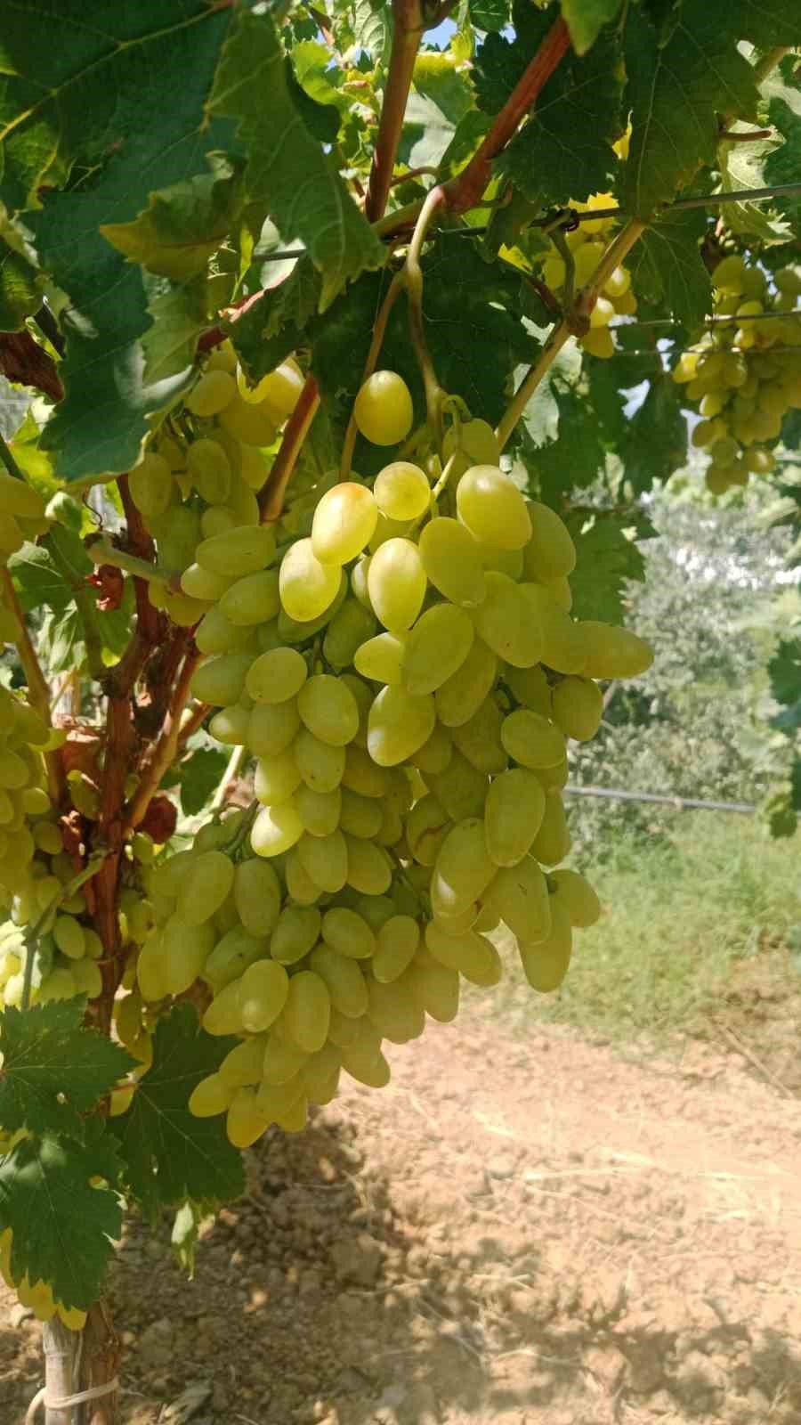 Sarıg&ouml;l Ovası&rsquo;nda erkenci &uuml;z&uuml;m alımları başladı
