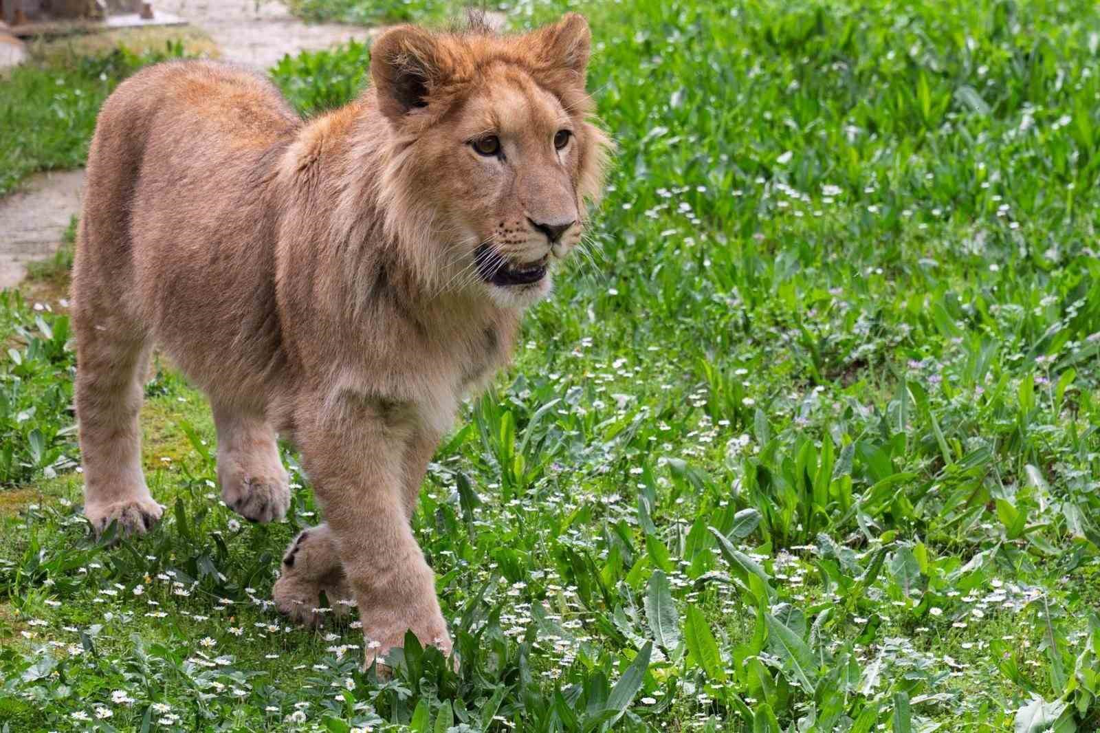 Doğadan kurtarıldı, ölüme gönderildi