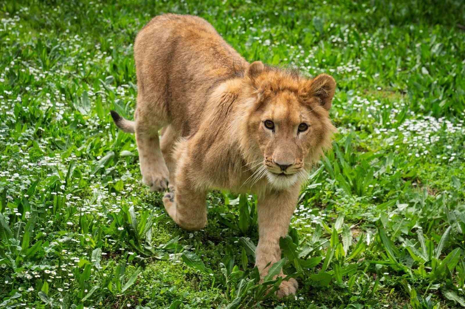 Doğadan kurtarıldı, &ouml;l&uuml;me g&ouml;nderildi
