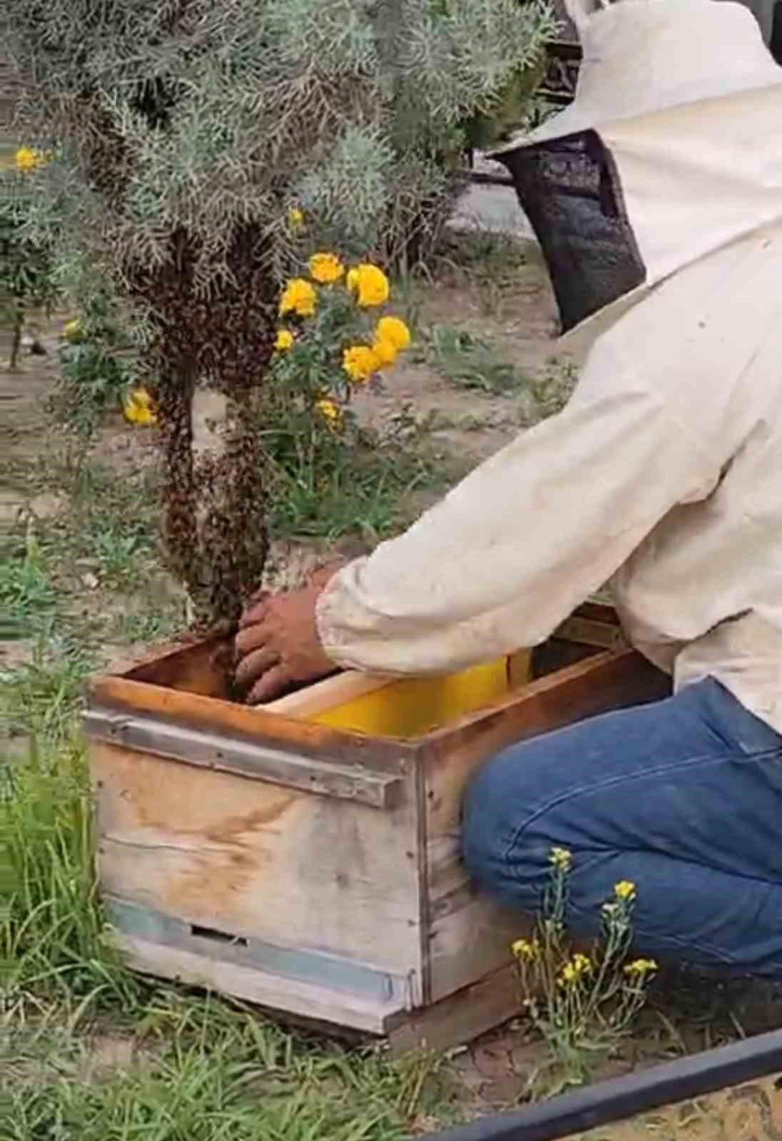 Iğdır’da kraliçe arının peşinden gelen binlerce arı şehir merkezini istila etti