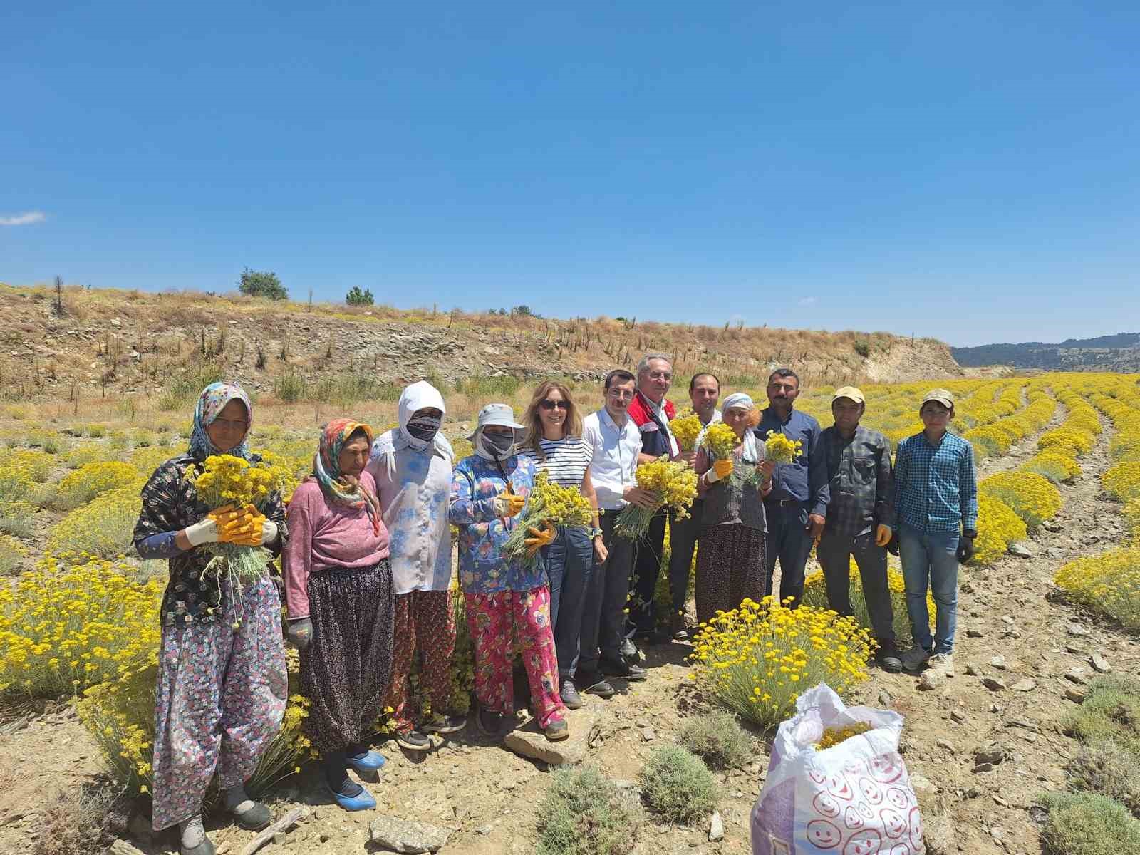 Bozdoğan’da lavanta ve altın otu hasadı yapıldı