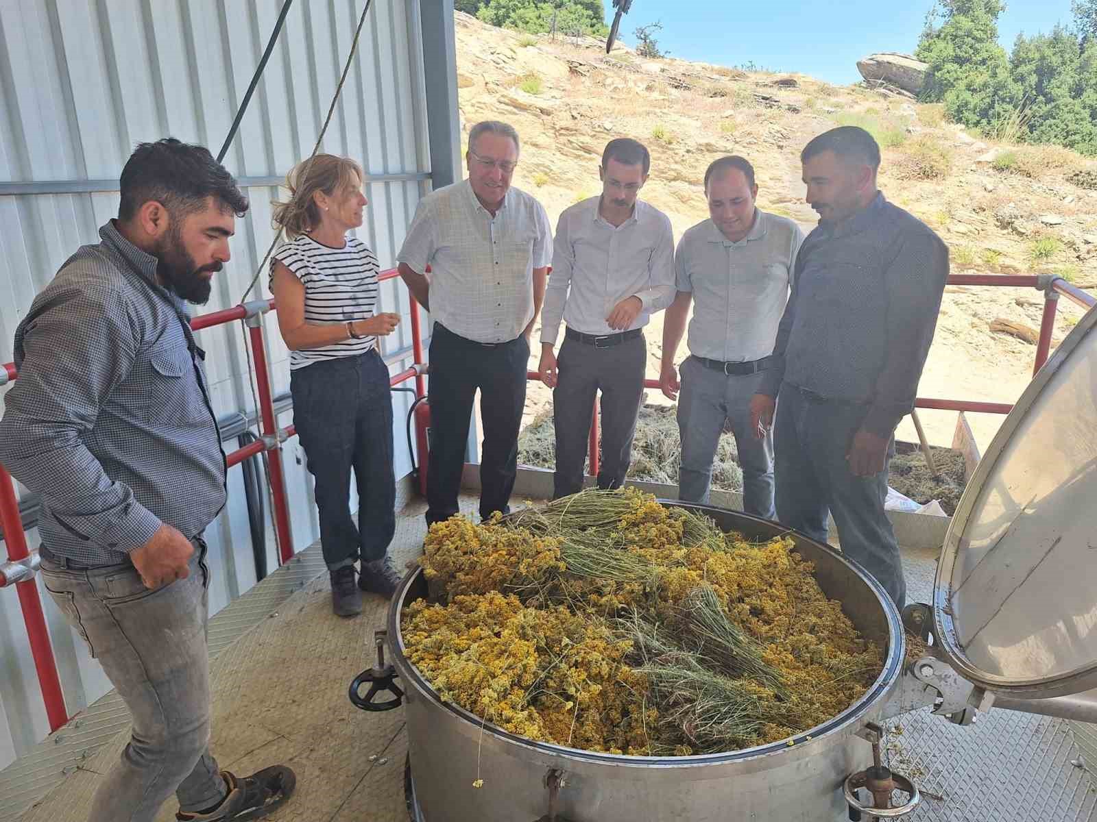 Bozdoğan&rsquo;da lavanta ve altın otu hasadı yapıldı
