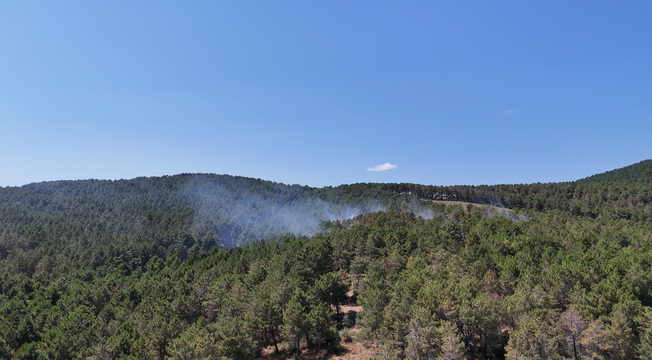 Pendik’te ormanlık alanda çıkan yangına müdahale ediliyor