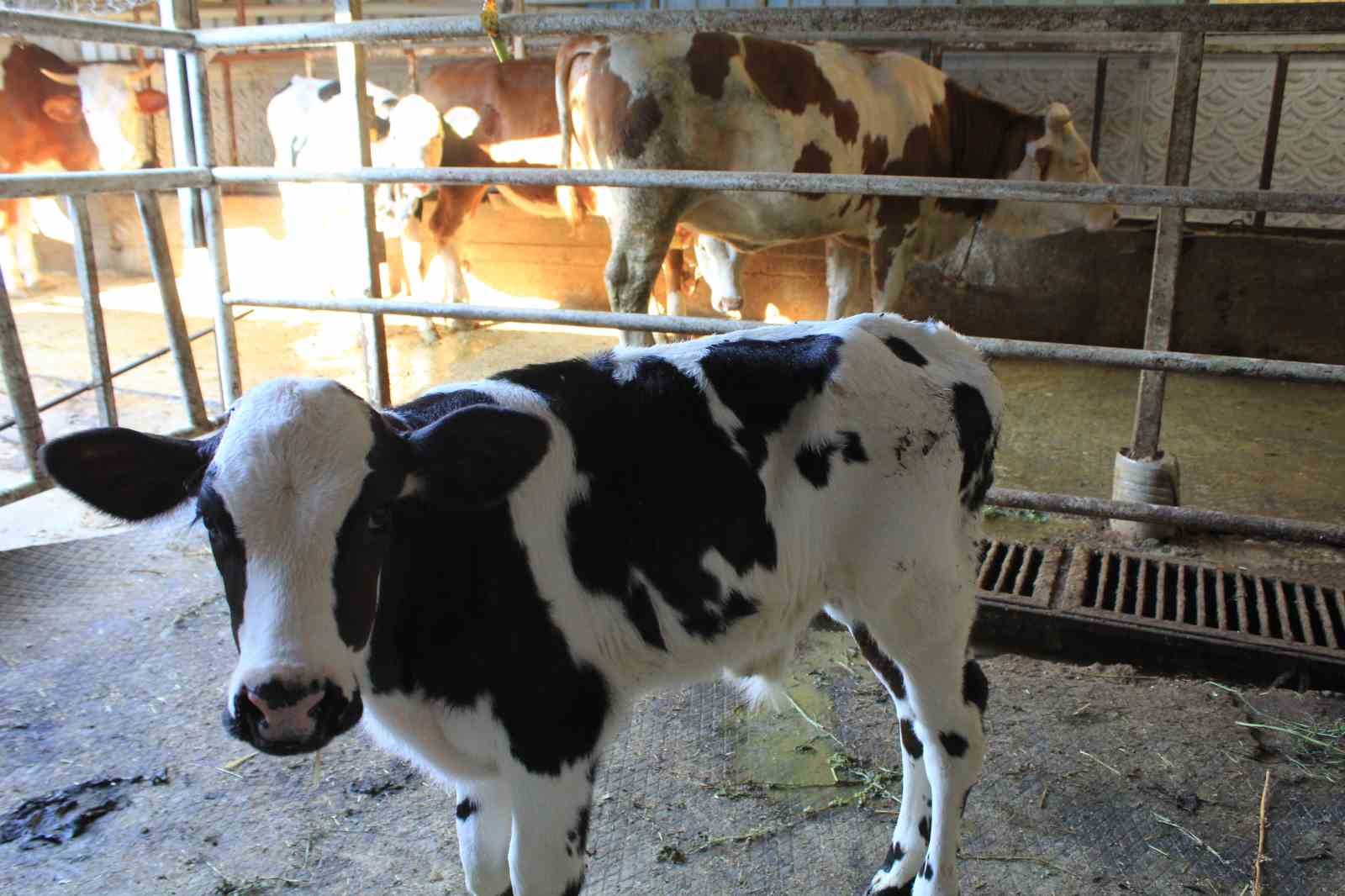Tarım ve Orman Bakanı Yardımcısı Gümen’den TARPOL’un "şap raporu"na tepki