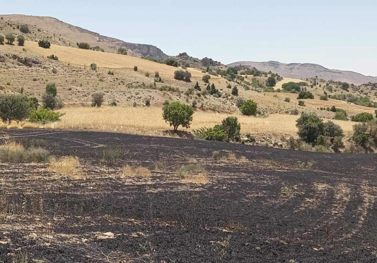 Tunceli’de 34 dönüm arpa yangında kül oldu