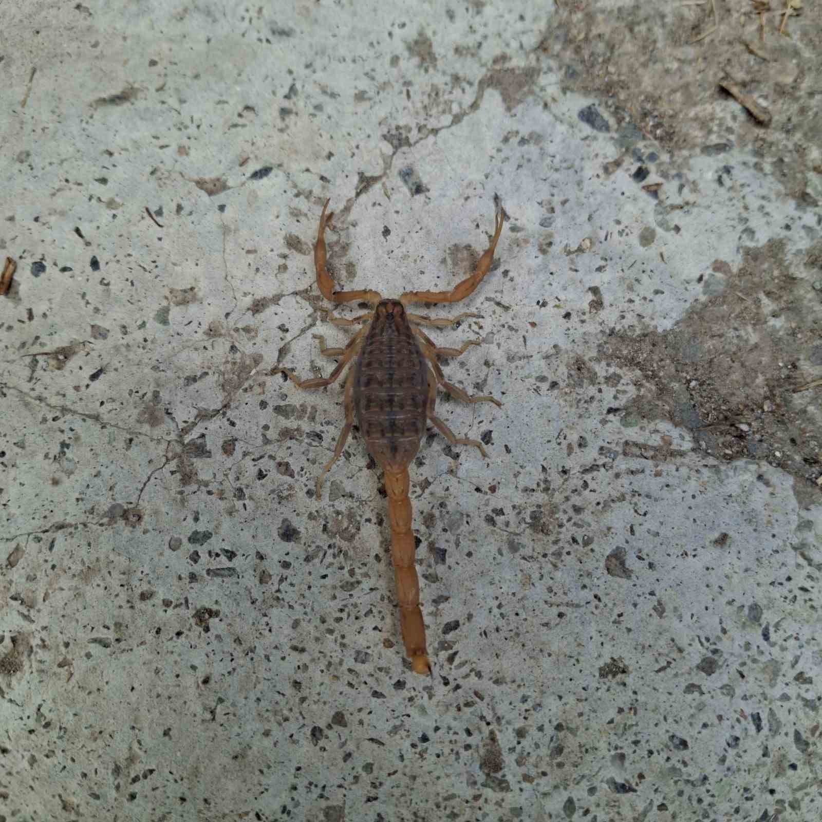 &Ccedil;orum&rsquo;da zehirli akrep eve girmeye &ccedil;alışırken yakalandı
