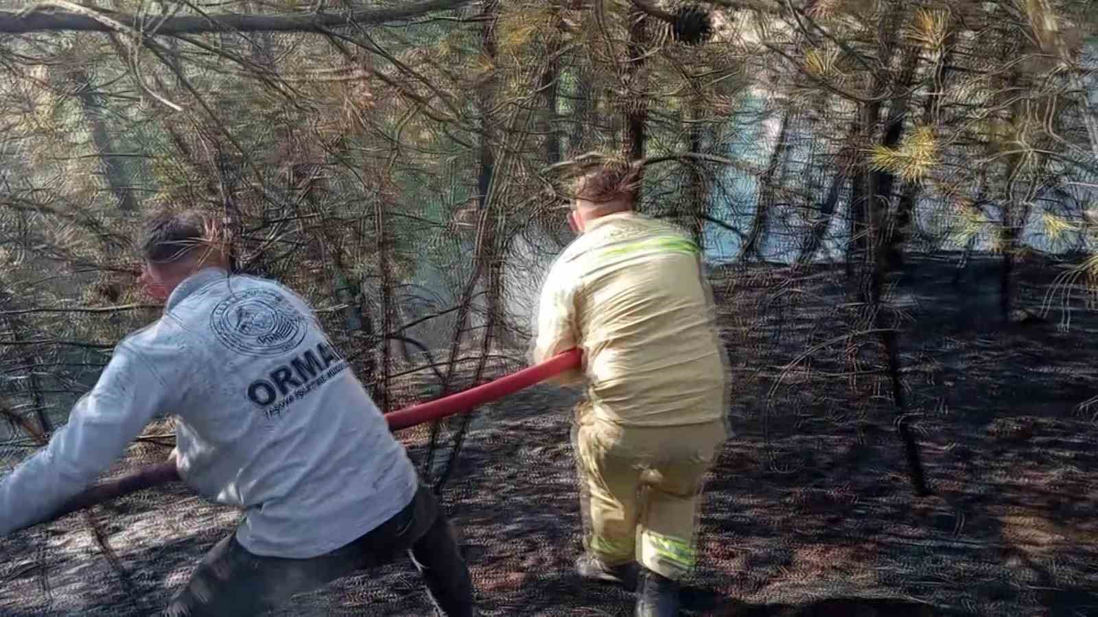 Amasya’da orman yangını
