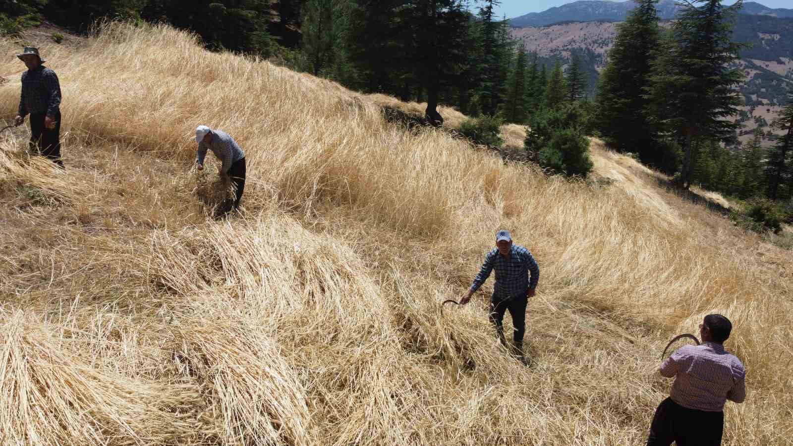 Teknolojinin ulaşamadığı tarlalarda ellik ve orakla hasat başladı
