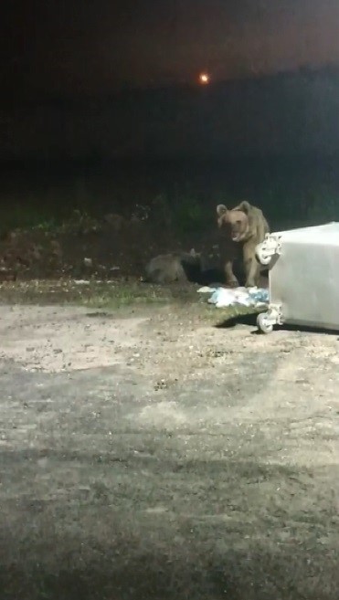 Kars’ta 1 kişi ayı saldırısından son anda kurtuldu