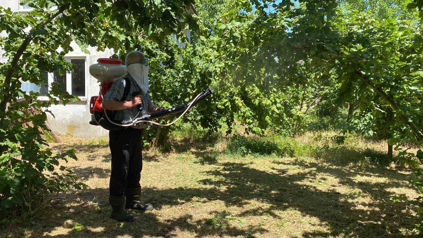 Kokarca ile mücadele sürüyor: Üretici kükürt ve samuray arısına güveniyor