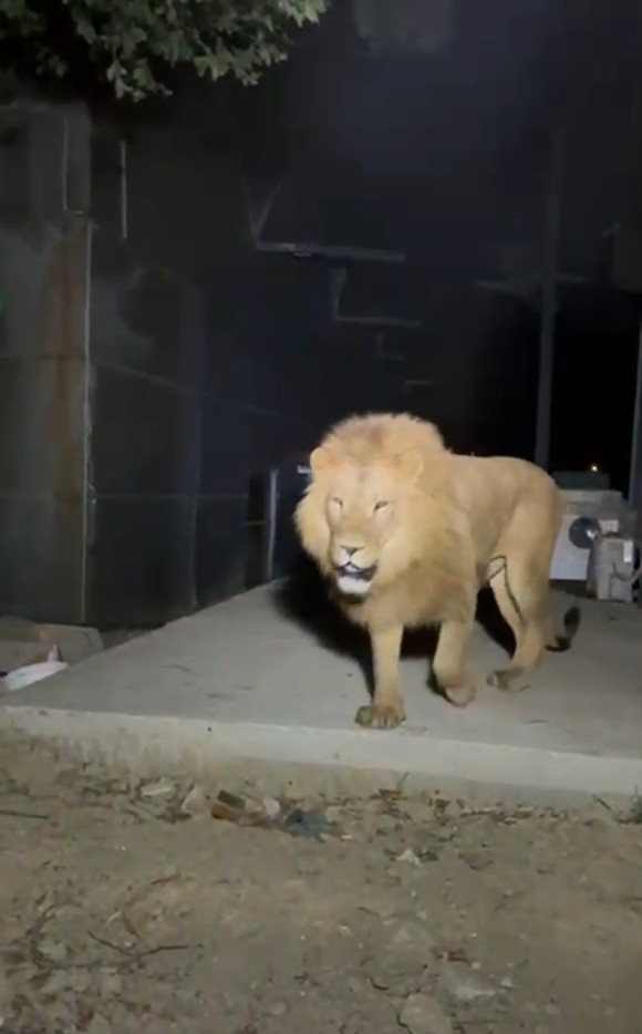 Aslanın saldırısına uğrayan adam: "Sivrisinekten ısırmasın diye &uuml;st&uuml;m&uuml; &ouml;rtt&uuml;m, aslan ısırdı"
