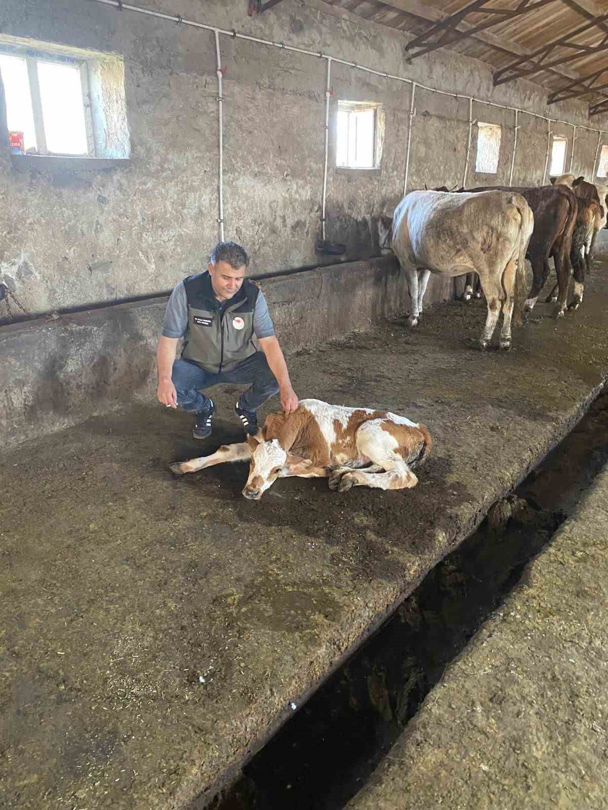 Kars’ta 150 bin doz şap aşısı yapıldı
