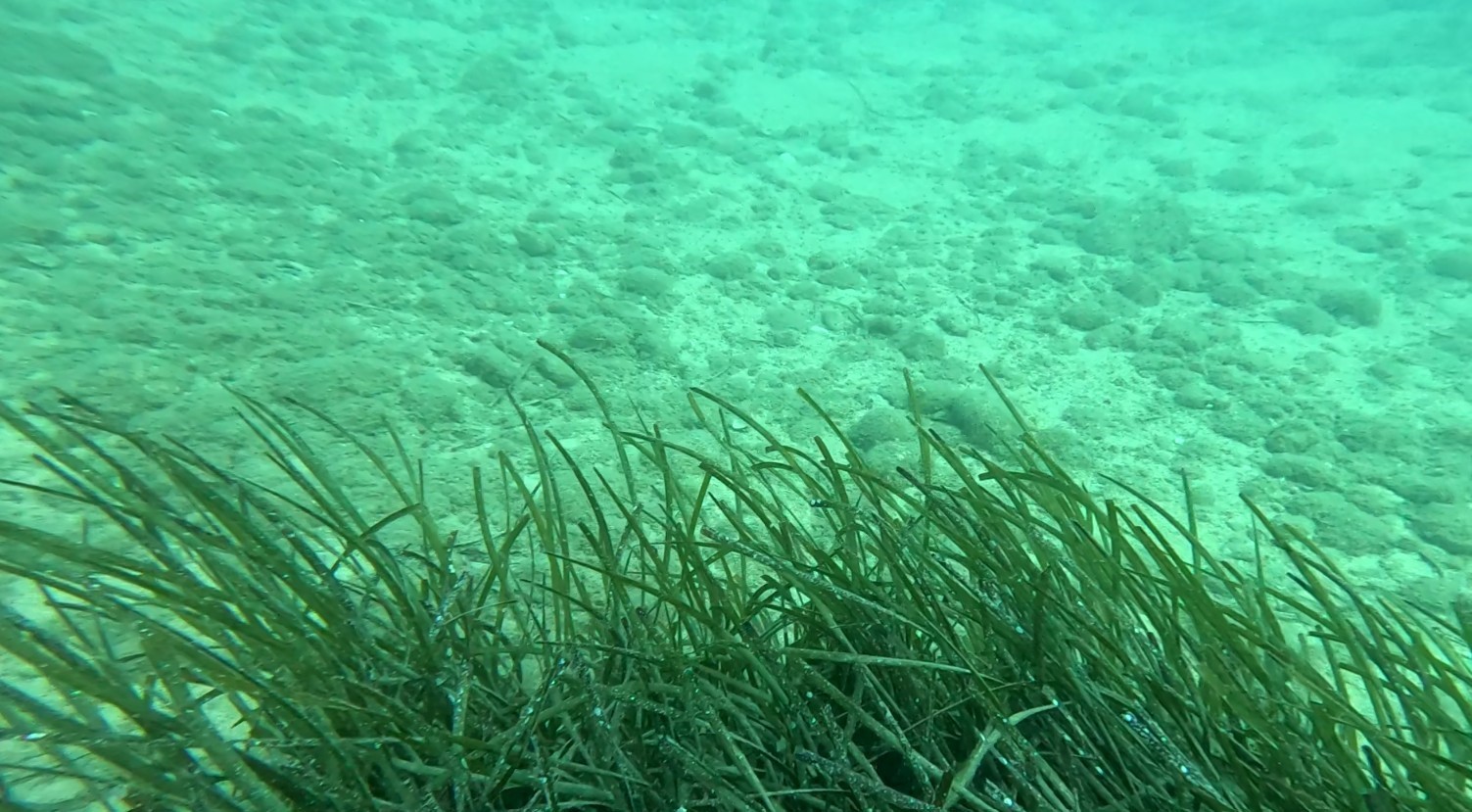 Profes&ouml;rden denizlerin akciğerleri &rsquo;deniz &ccedil;ayırı&rsquo; uyarısı
