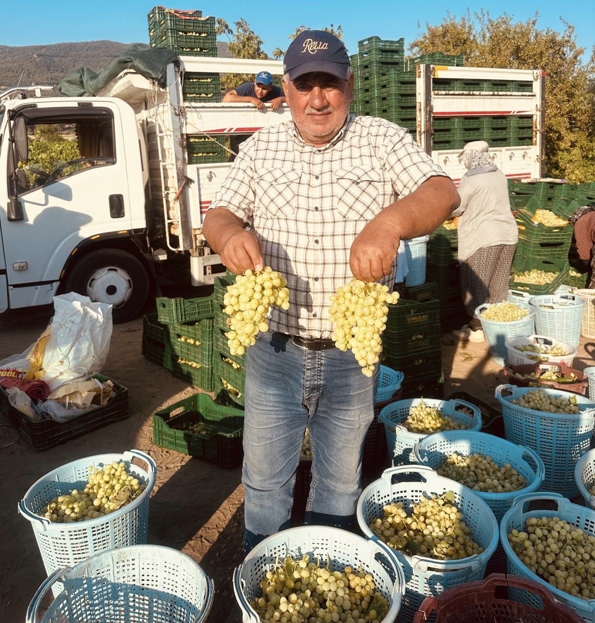 Sarıgöl’de erkenci üzümler hasat ediliyor