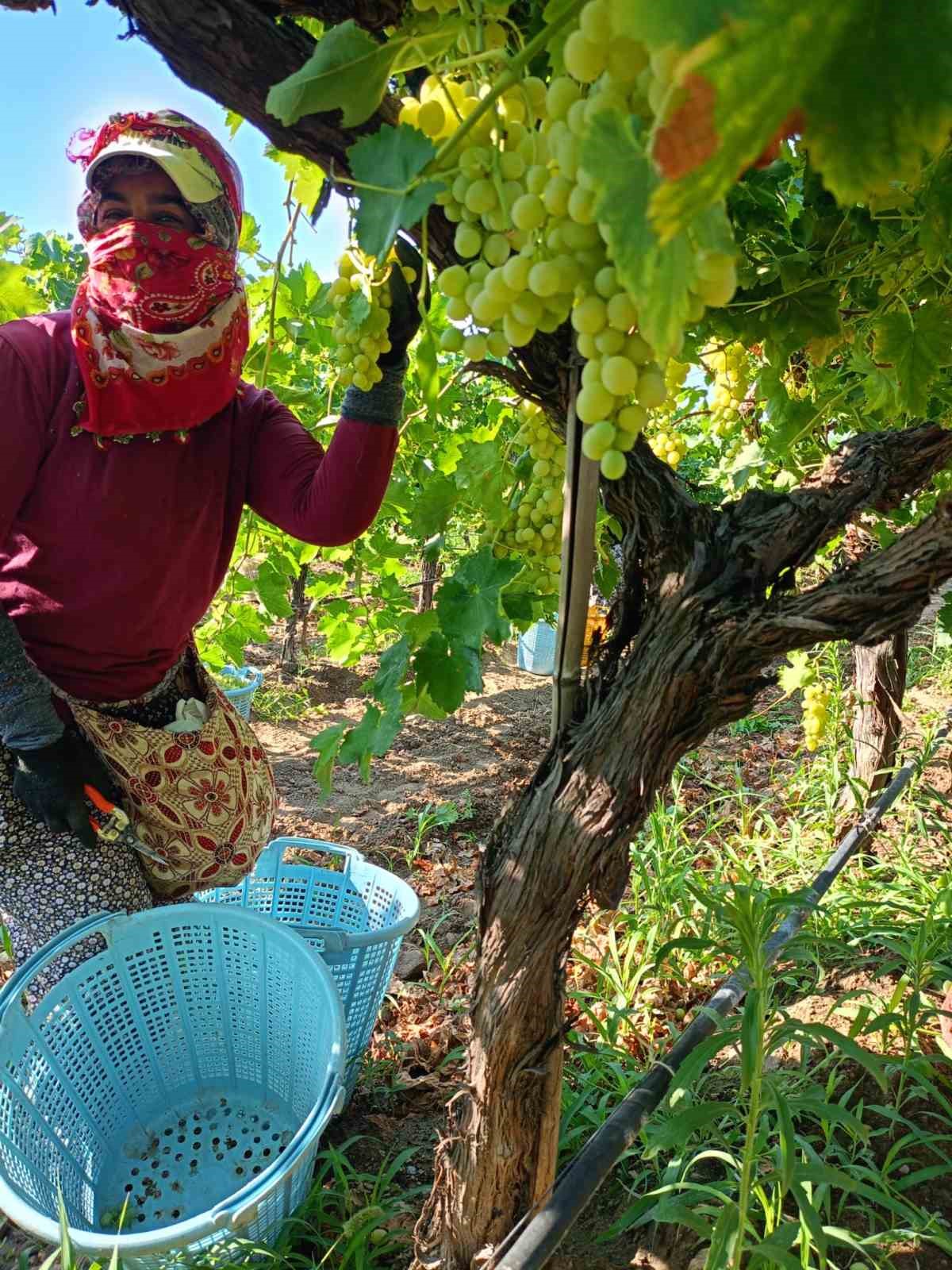 Sarıg&ouml;l&rsquo;de erkenci &uuml;z&uuml;mler hasat ediliyor
